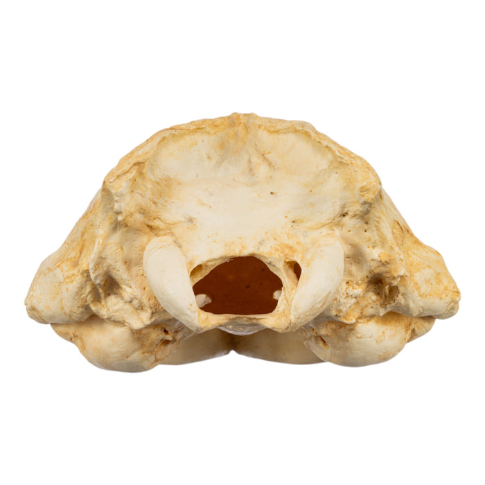 Replica Weddell Seal Skull