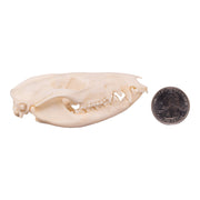 Real American Opossum Skull - Adolescent