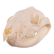 Real American Opossum Skull - Adolescent
