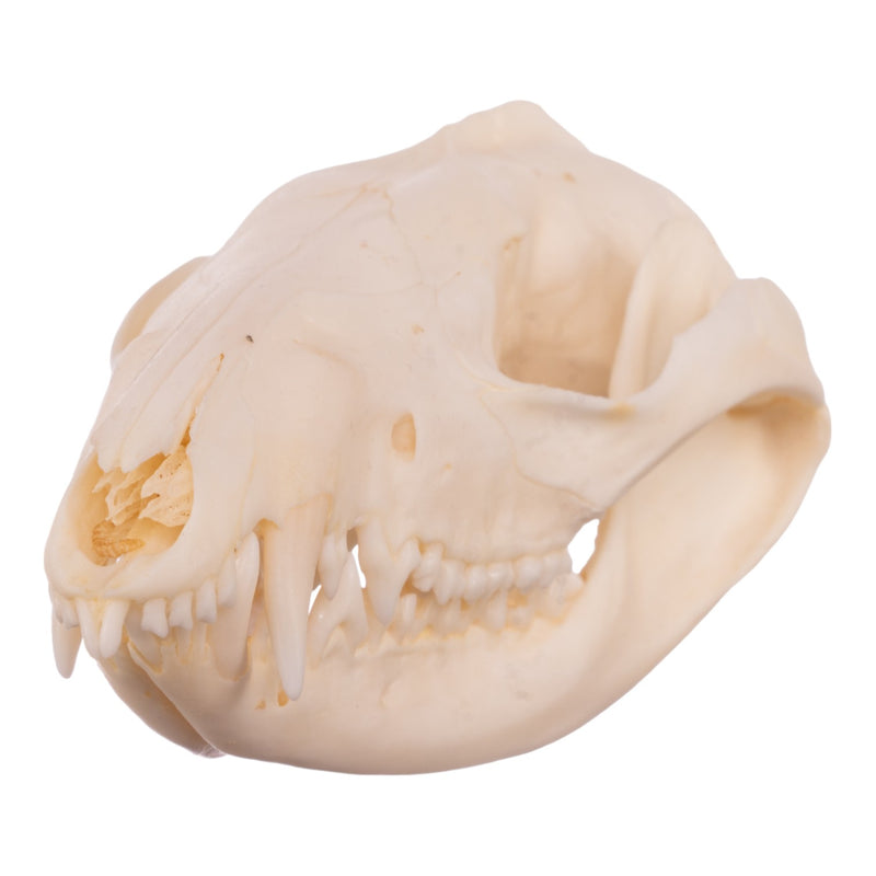 Real American Opossum Skull - Adolescent