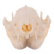 Real American Opossum Skull - Adolescent