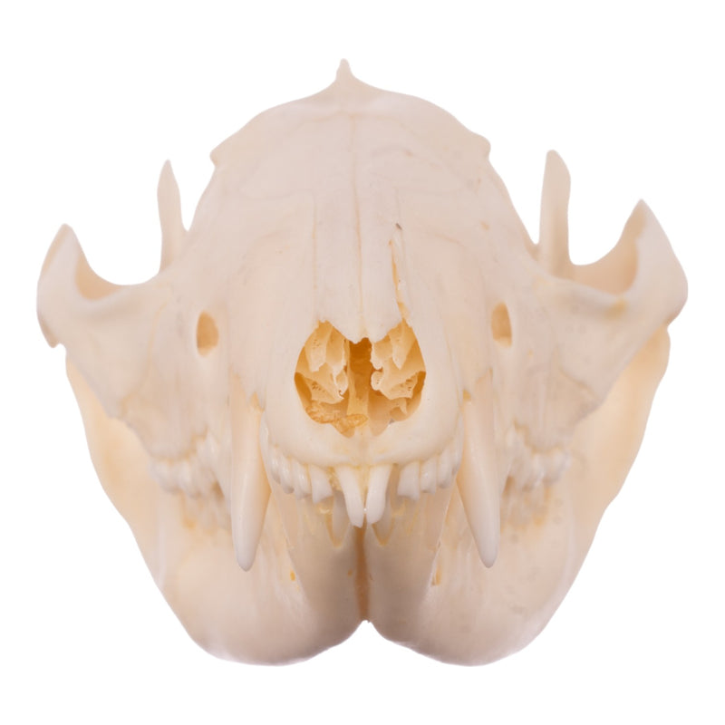 Real American Opossum Skull - Adolescent