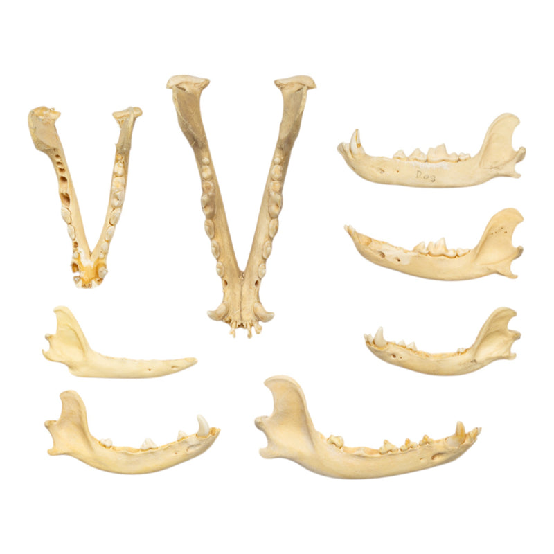 Real Bag-O-Canine Jaws