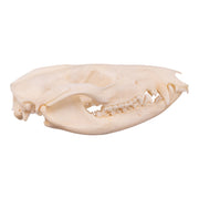 Real American Opossum Skull - Adolescent