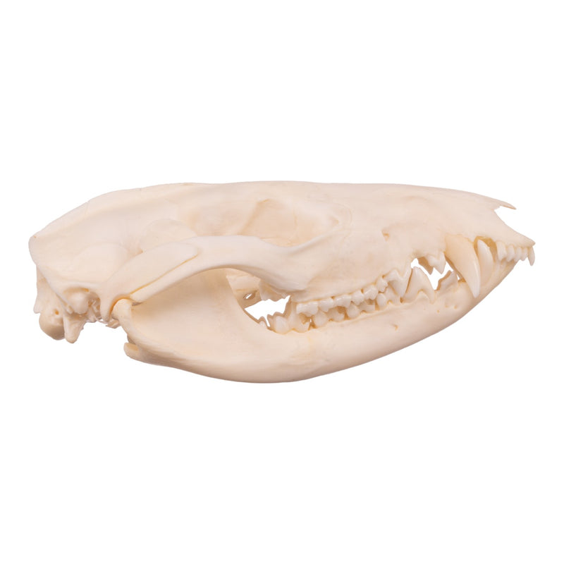 Real American Opossum Skull - Adolescent