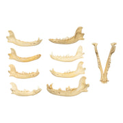 Real Bag-O-Canine Jaws