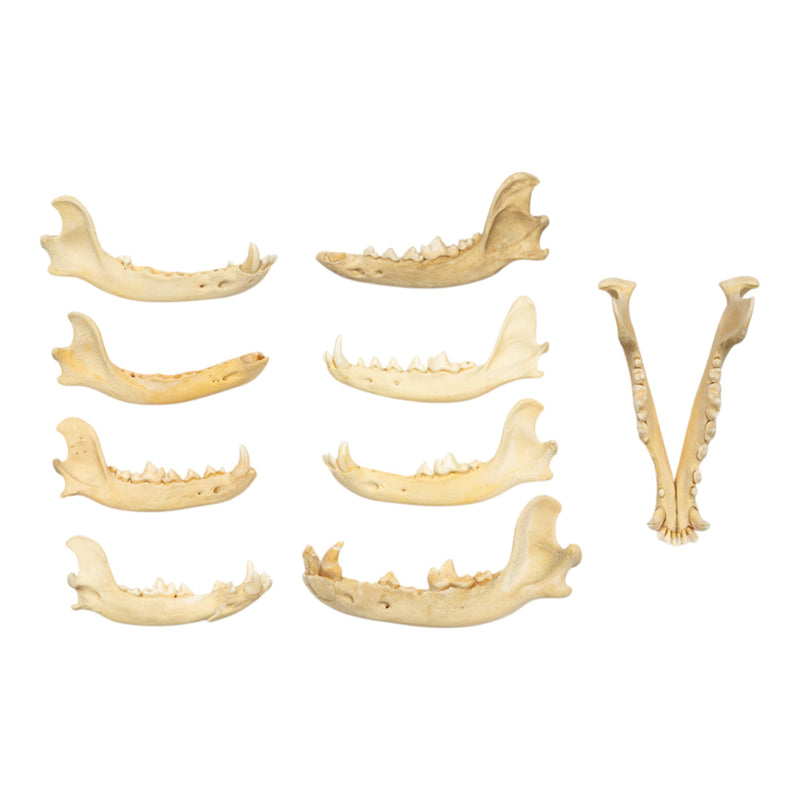 Real Bag-O-Canine Jaws