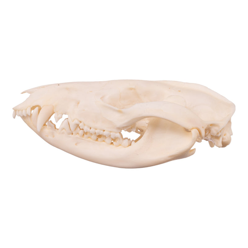 Real American Opossum Skull - Adolescent