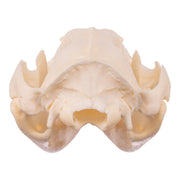 Real American Opossum Skull - Adolescent