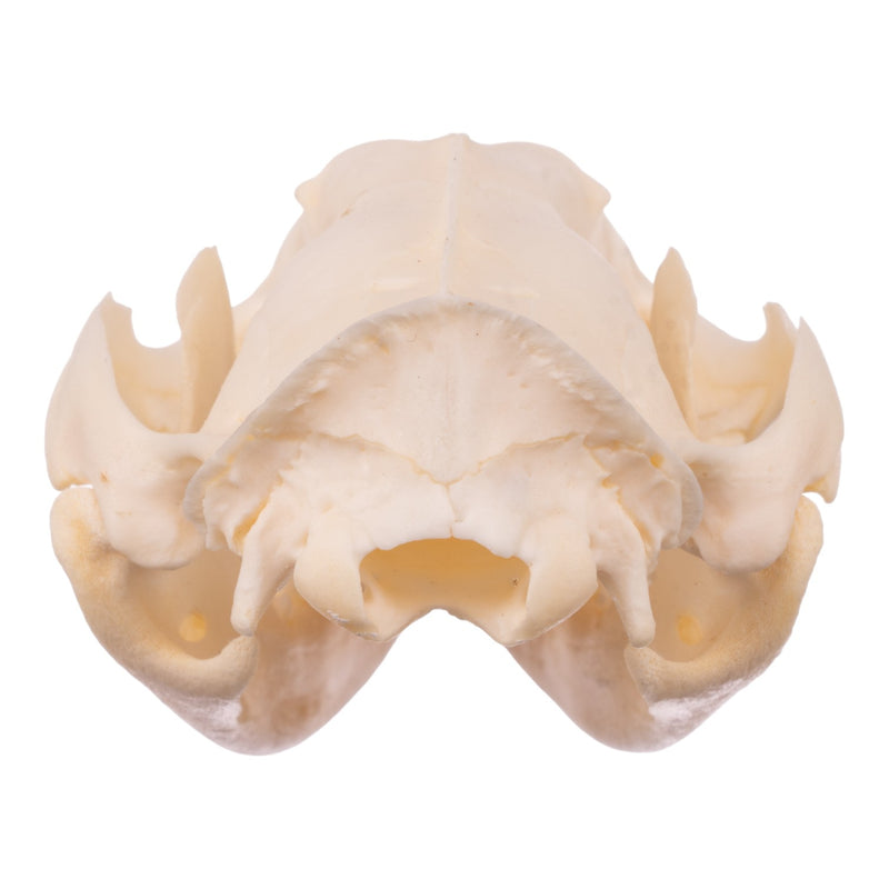 Real American Opossum Skull - Adolescent