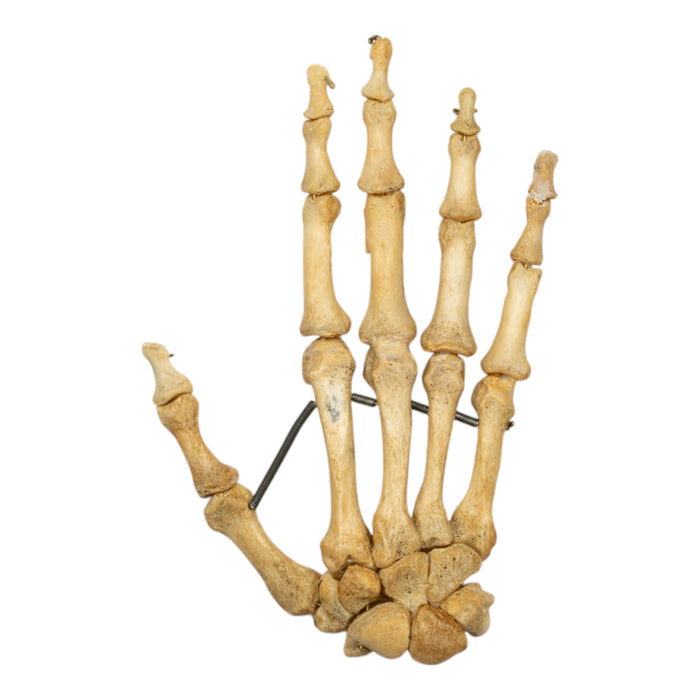 Real Human Hand - Antique