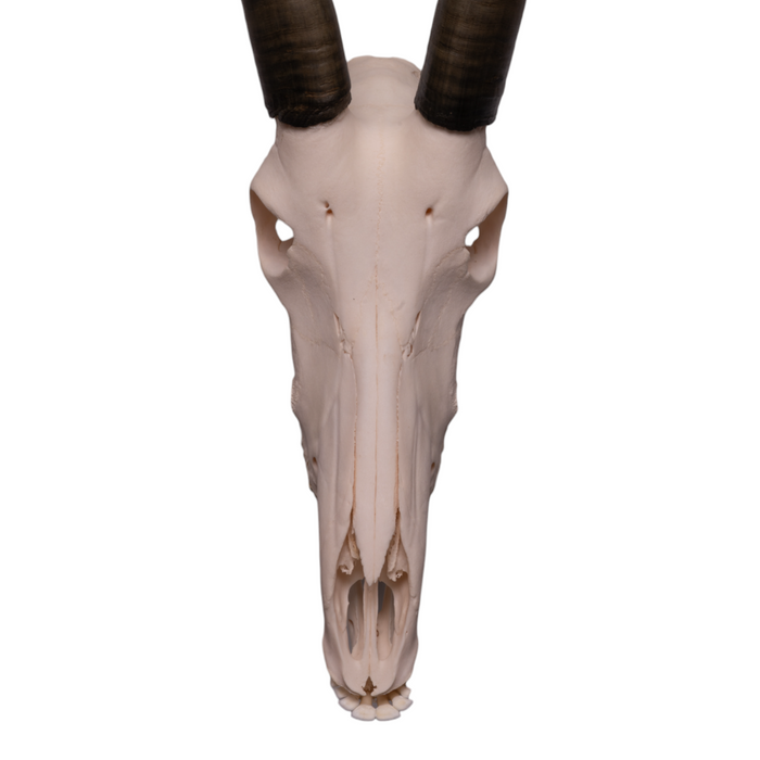 Real Sable Antelope Skull with Mandible