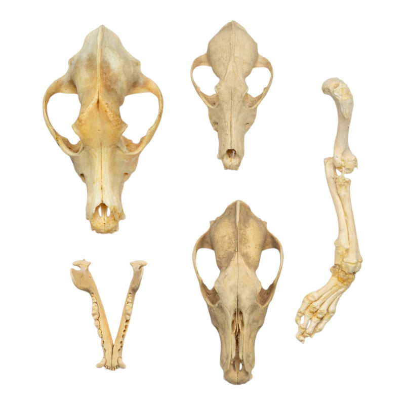 Real Bag-O-Canine Bones