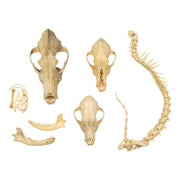 Real Bag-O-Canine Bones