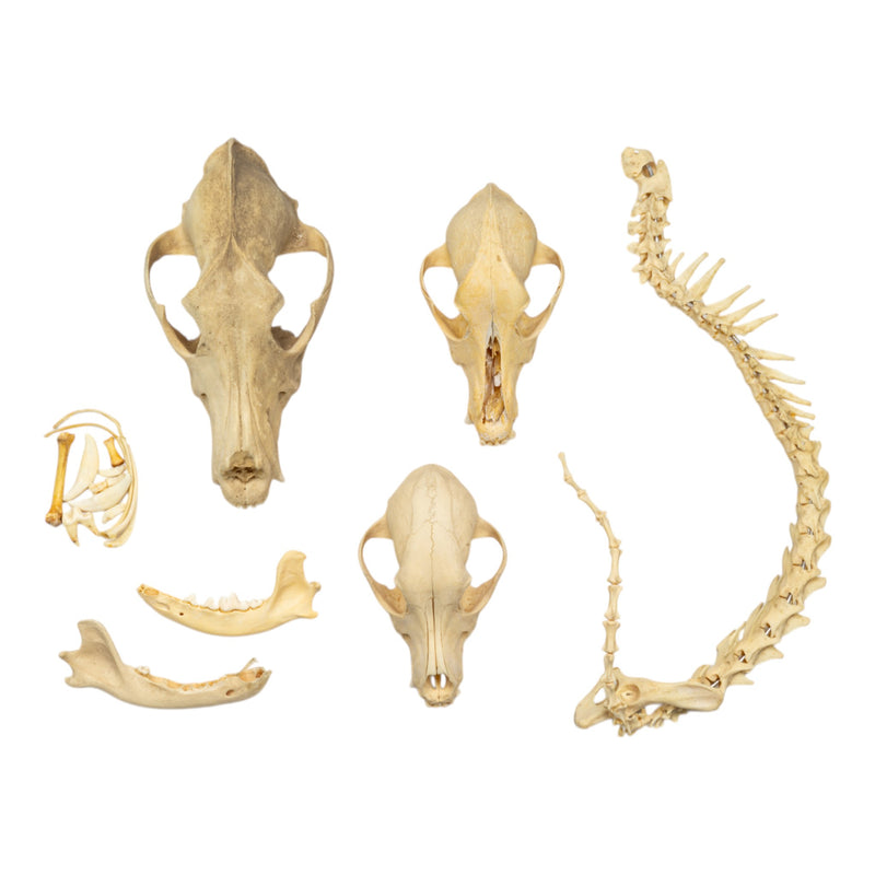 Real Bag-O-Canine Bones