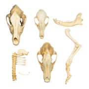 Real Bag-O-Canine Bones