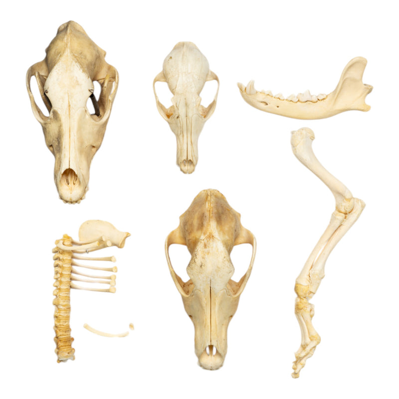 Real Bag-O-Canine Bones