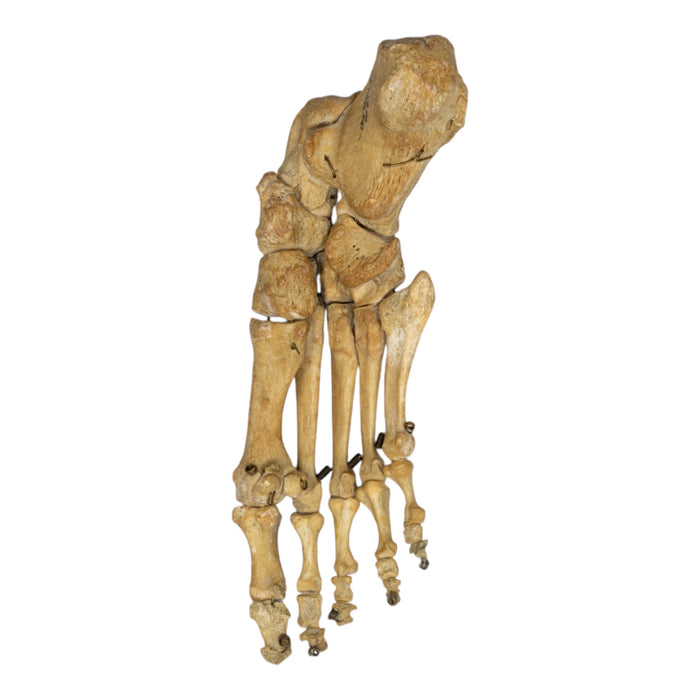 Real Human Right Foot - Articulated