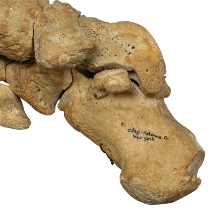 Real Human Right Foot - Articulated