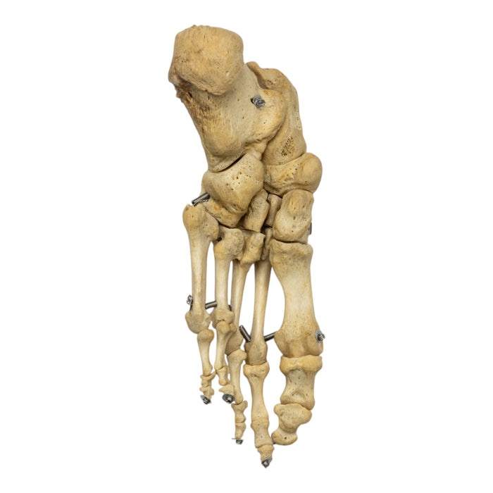 Real Human Left Foot - Articulated