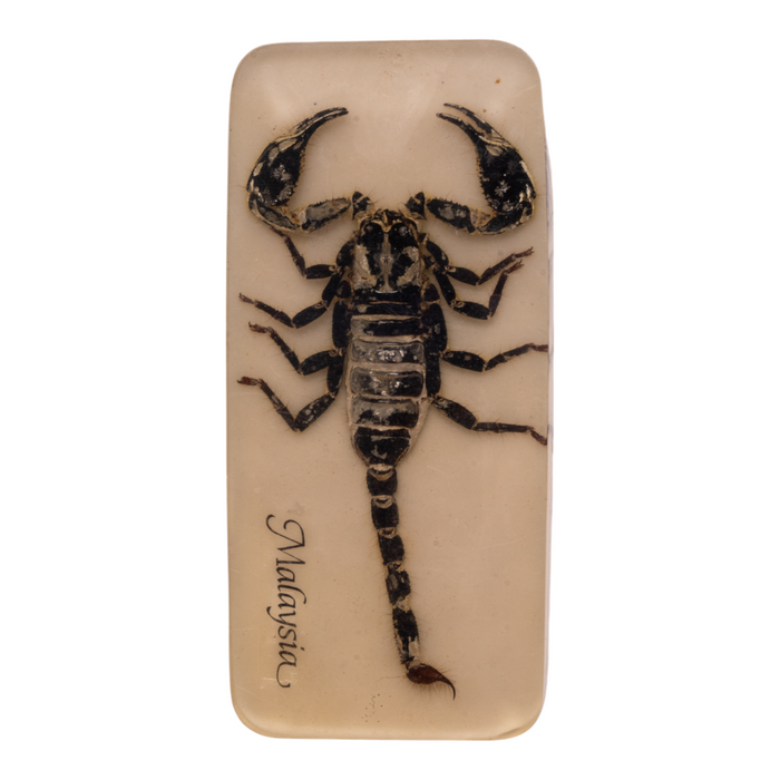 Real Scorpion In Acrylic