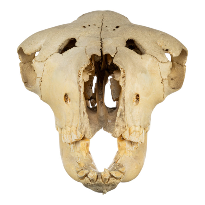 Real Bactrian Camel Skull