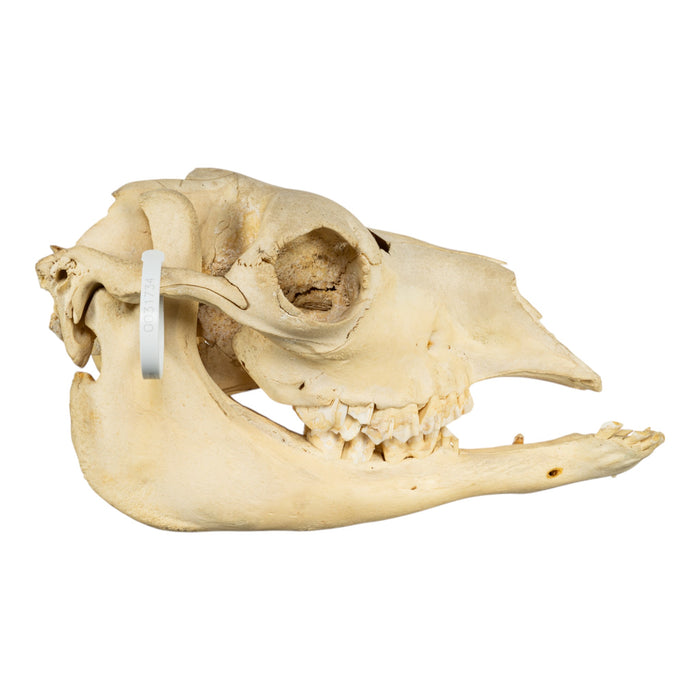 Real Bactrian Camel Skull
