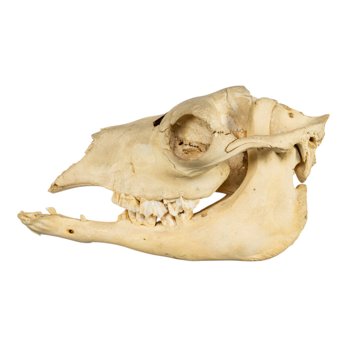 Real Bactrian Camel Skull