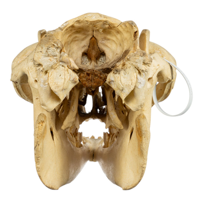Real Bactrian Camel Skull