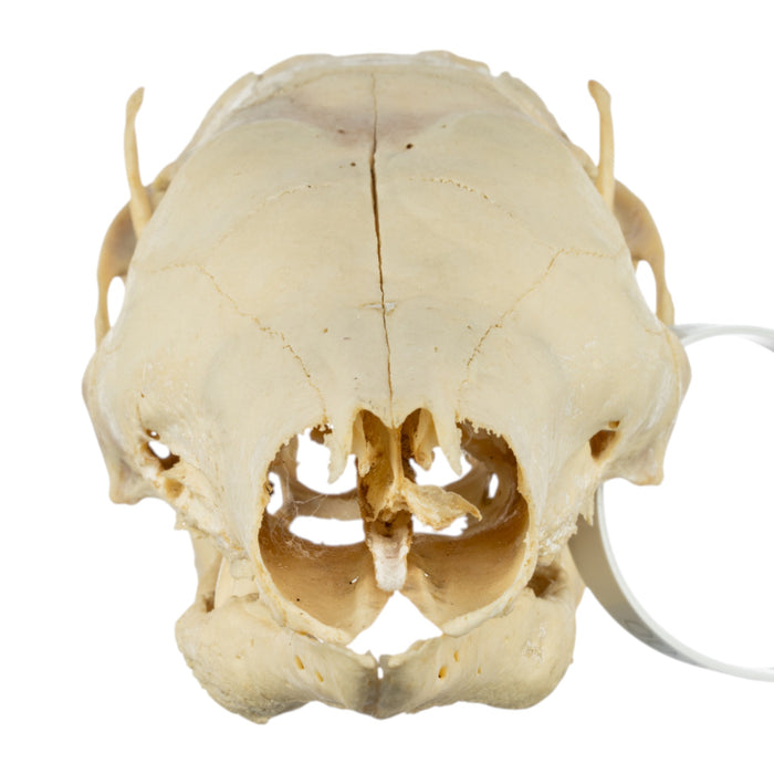Real Aardvark Skull - Pathology
