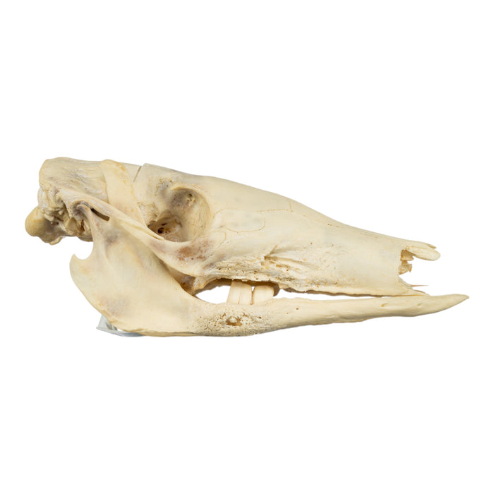 Real Aardvark Skull - Pathology