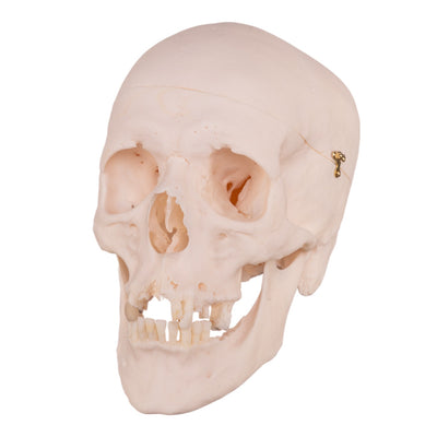 Real Research Quality Human Skull