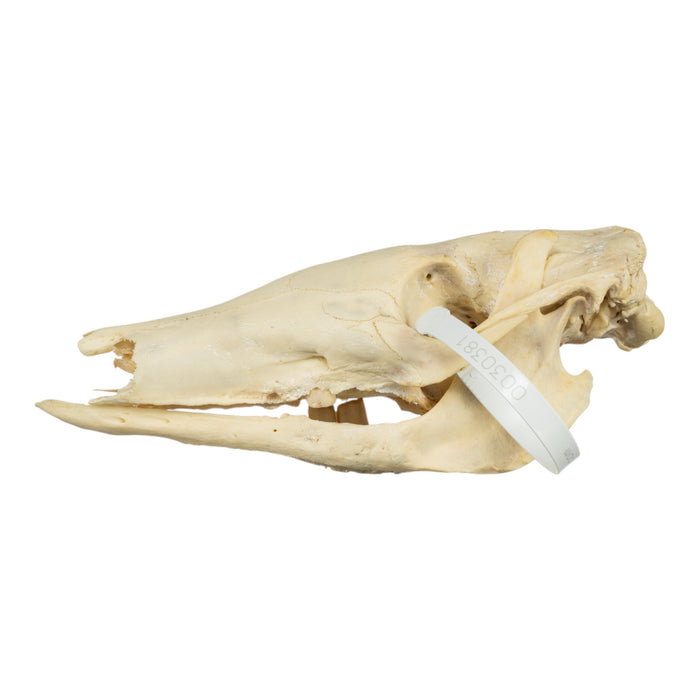 Real Aardvark Skull - Pathology