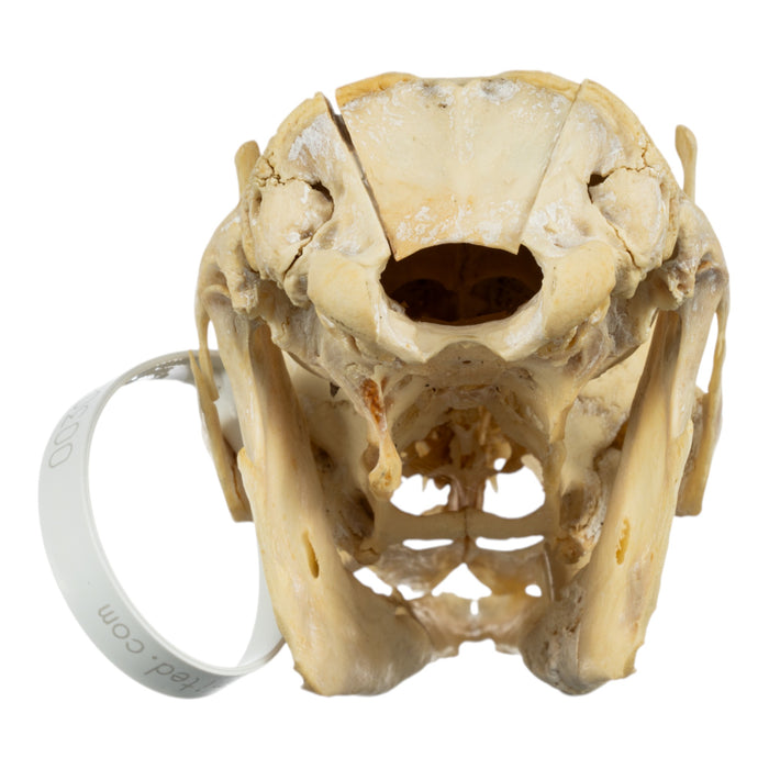 Real Aardvark Skull - Pathology