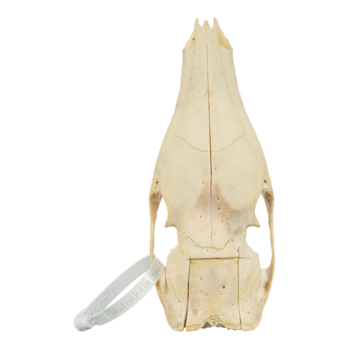 Real Aardvark Skull - Pathology