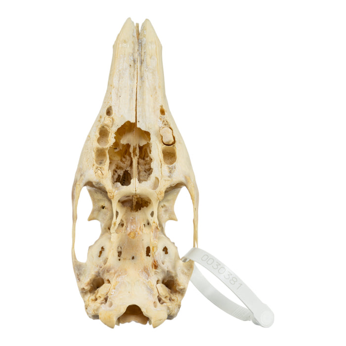 Real Aardvark Skull - Pathology