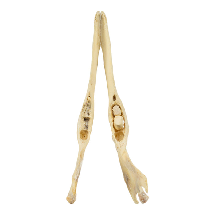 Real Aardvark Skull - Pathology