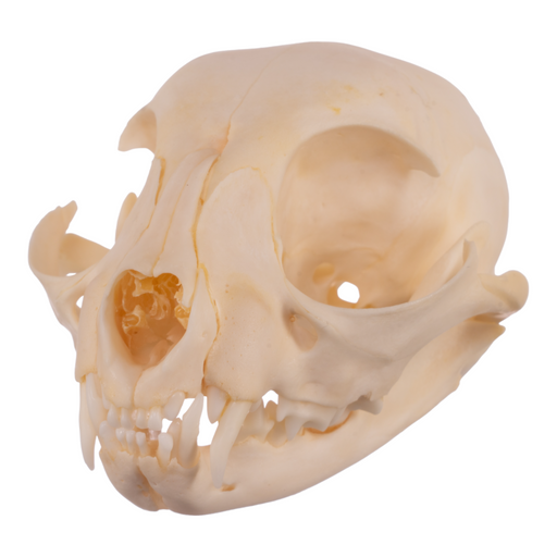 Real Domestic Cat Skull - Adolescent