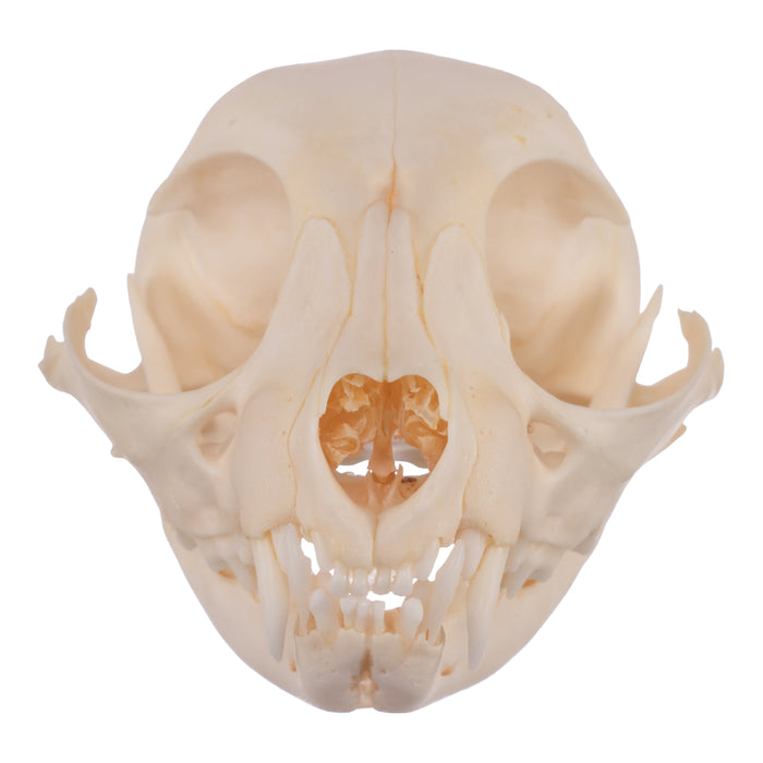 Real Domestic Cat Skull - Adolescent