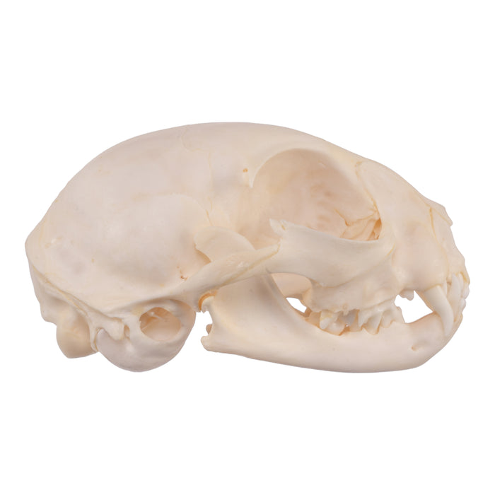 Real Domestic Cat Skull - Adolescent