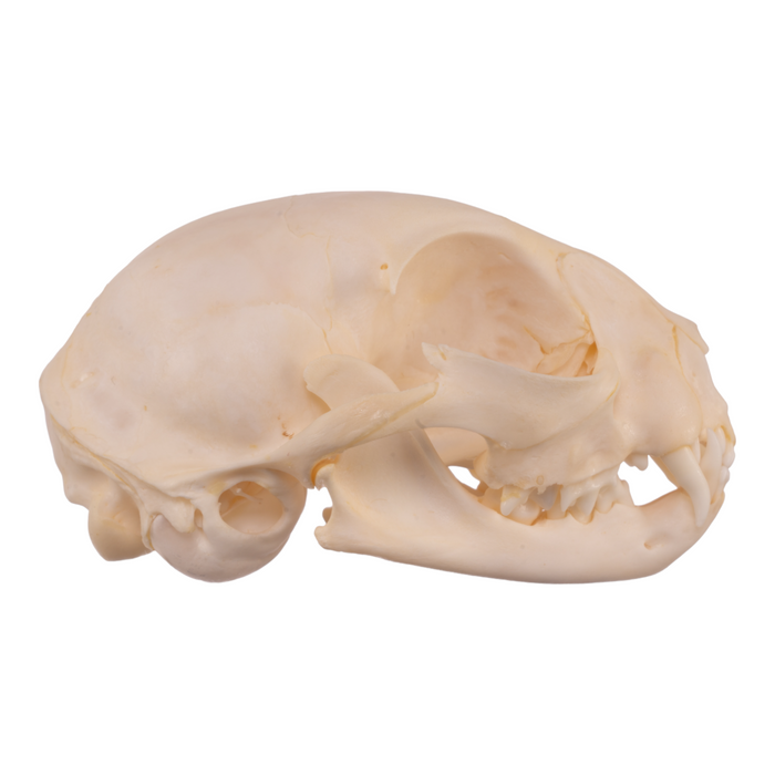 Real Domestic Cat Skull - Adolescent