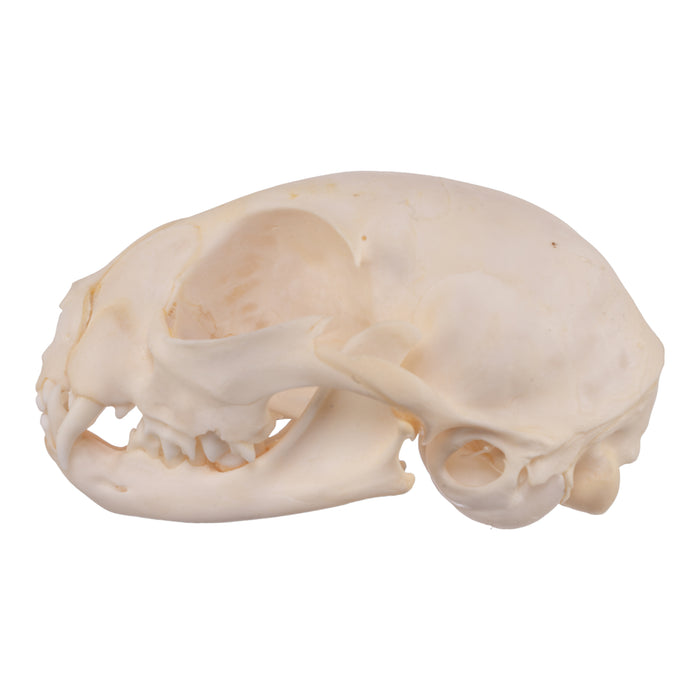 Real Domestic Cat Skull - Adolescent