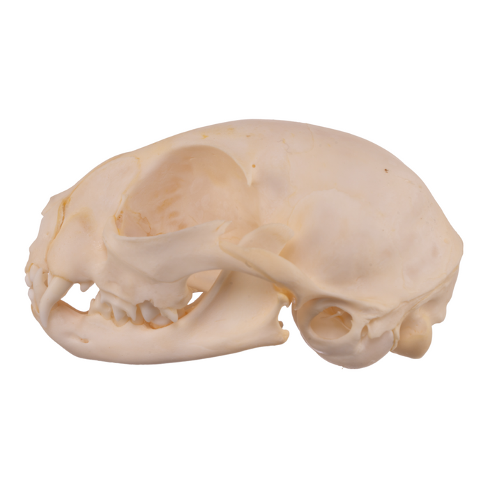 Real Domestic Cat Skull - Adolescent