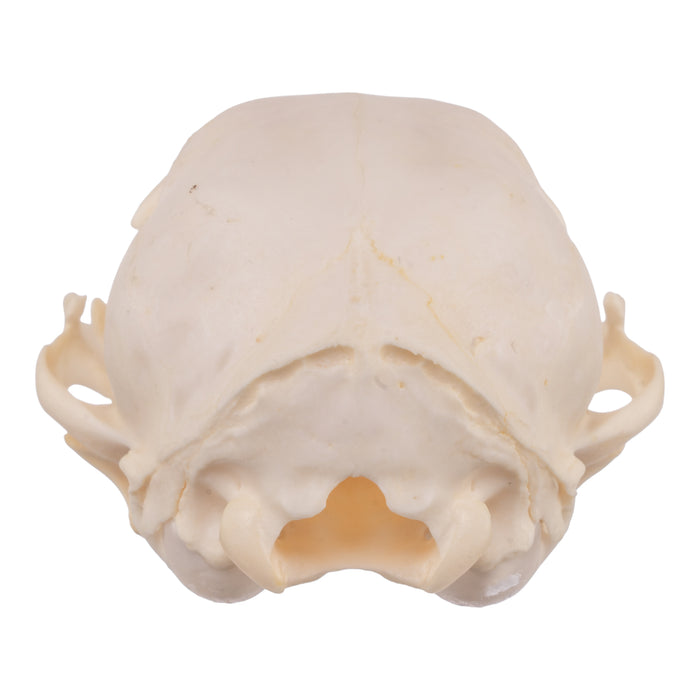 Real Domestic Cat Skull - Adolescent