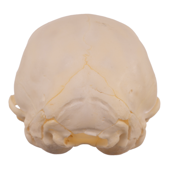 Real Domestic Cat Skull - Kitten