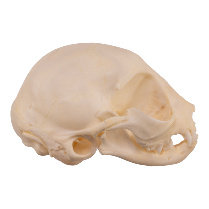 Real Domestic Cat Skull - Kitten