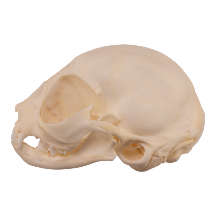 Real Domestic Cat Skull - Kitten