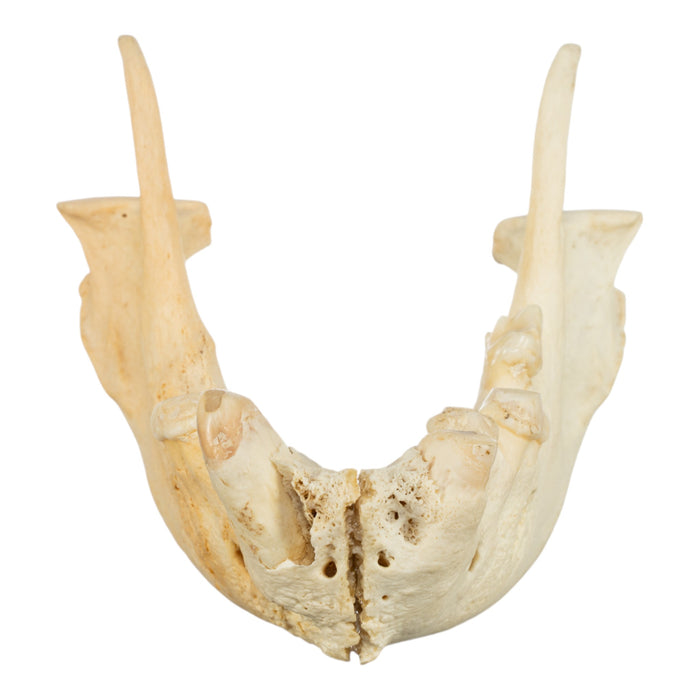 Real Striped Hyena Jaw - Periodontal