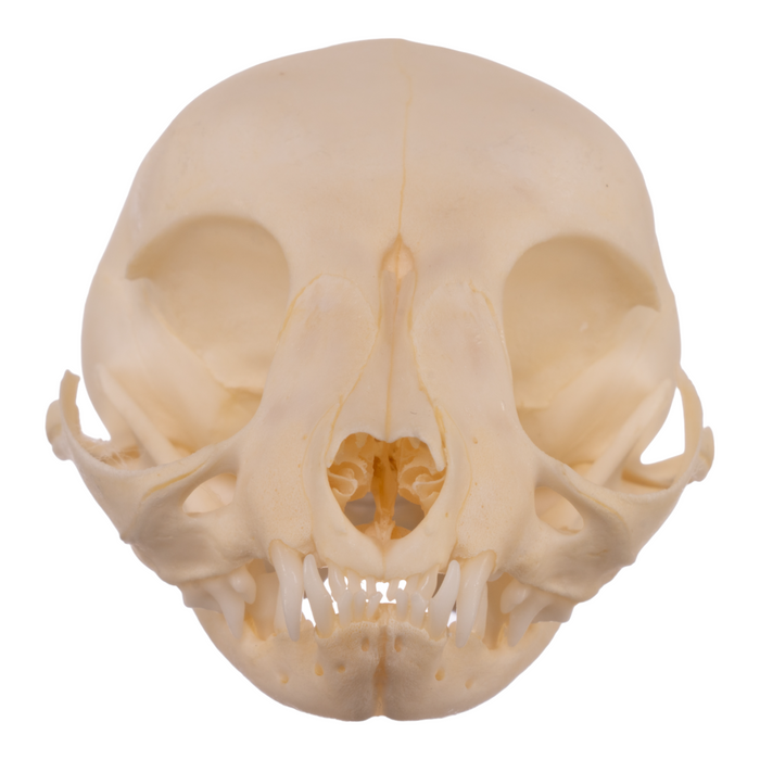 Real Domestic Cat Skull - Kitten