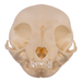 Real Domestic Cat Skull - Kitten